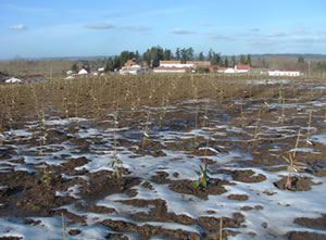 small trees planted in a field. melting snow patterns indicate poor drainage