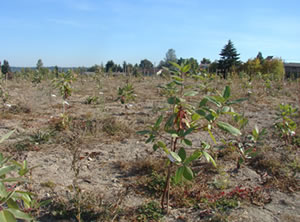 young madrones planted in the ground and spaced evenly. The one closest to the camera has a dead leaf cluster but all other visible leaves are healthy.