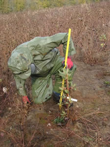 a worker in green rain gear with red work gloves uses a yellow yardstick to measure the height of a young tree.