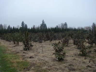 young trees planted in a field