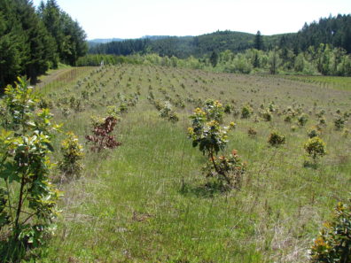 young madrones planted in rows. they are in varying stages of health.