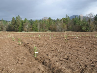A ploughed field with a forest and small mountain behind it. Small trees are planted spaced evenly apart, each attached to a stick to help it grow straight.