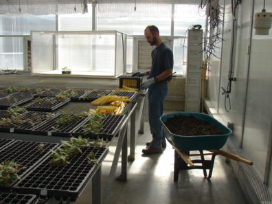a man in a greenhouse holding a tray filled with conical yellow tubes. on the table in front of him are more yellow tubes. The rest of the table is covered in segmented trays with young madrone plants.