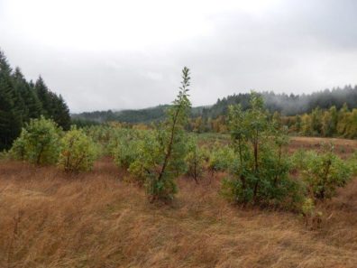 the same site two and a half years later. there are not as many madrones, but the ones that are there look healthy and some are quite tall.