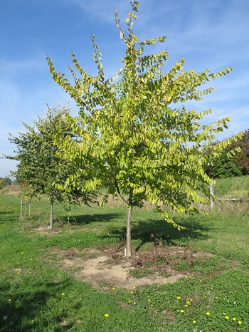 a young elm tree with bright green foliage that is yellowing at the top. behind it can be seen another elm with darker foliage