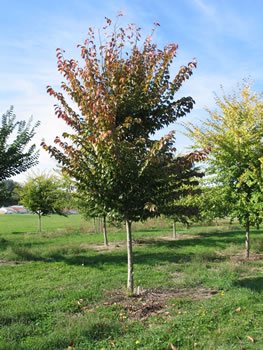 Elm tree