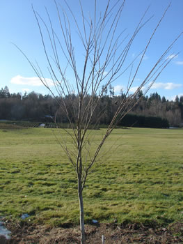 Tree with no ice damage