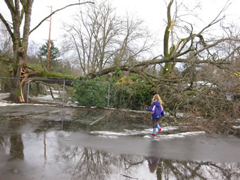 broken tree in park after storm