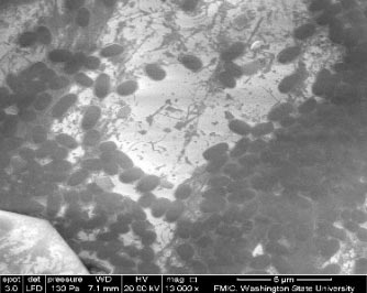 Close-up of particles