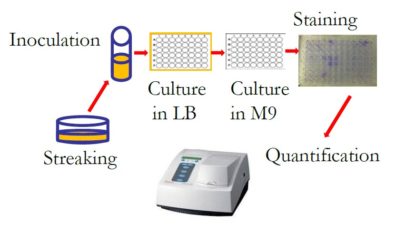 Streaking, Inoculation, Culture in LB, Culture in M9, Staining, Quantification