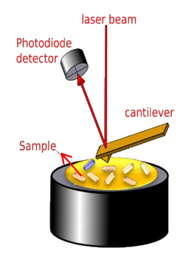 Laser beam bounced off cantilever to photodiode detector used to analyse sample