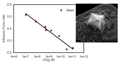 Graph and close-up of biofilm