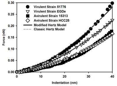 Graph with the indentation of virulent strains 51776 and EGDe, avirulent strains 15313 and HCC25, modified Hertz model, classic Hertz model