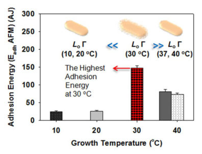 Graph showing adhesion energy for growth temperatures - the highest adhesion energy at 30 degrees C