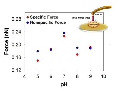 Graph showing specific and nonspecific Force as it corresponds to pH