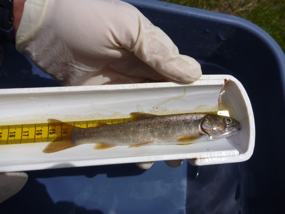 Bull_Trout Riverine Ecology Lab Washington State University