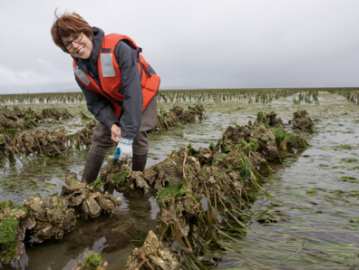 Coast Seafoods CFO Kay Cogan '79 visits oyster beds frequently in Willapa Bay. Coast is the largest oyster producer in the country.