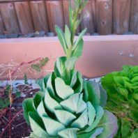 Bolting cabbage. Photo by Cheri Callis