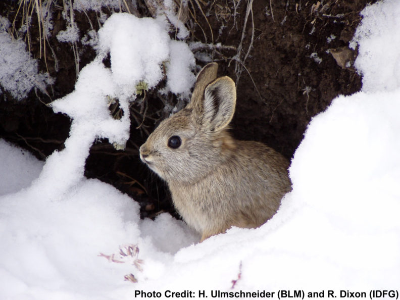 Pygmy rabbit