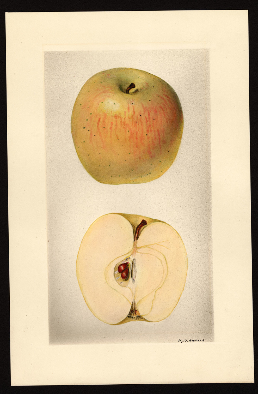 Gallery Oldtime Apple Varieties in the Northwest Washington State