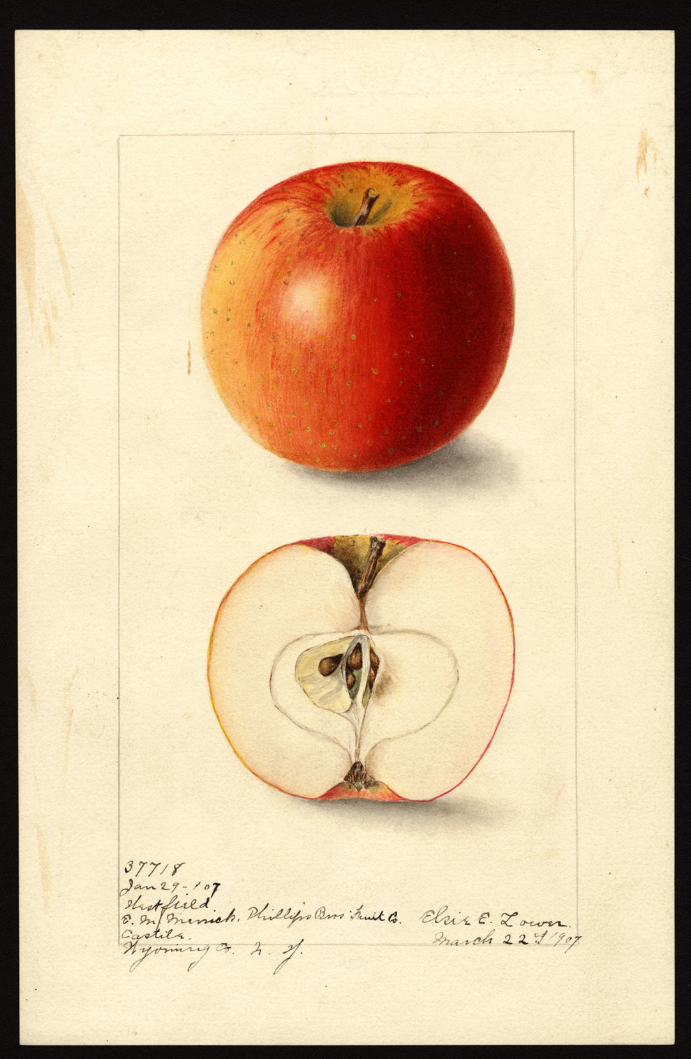 Gallery Oldtime Apple Varieties in the Northwest Washington State
