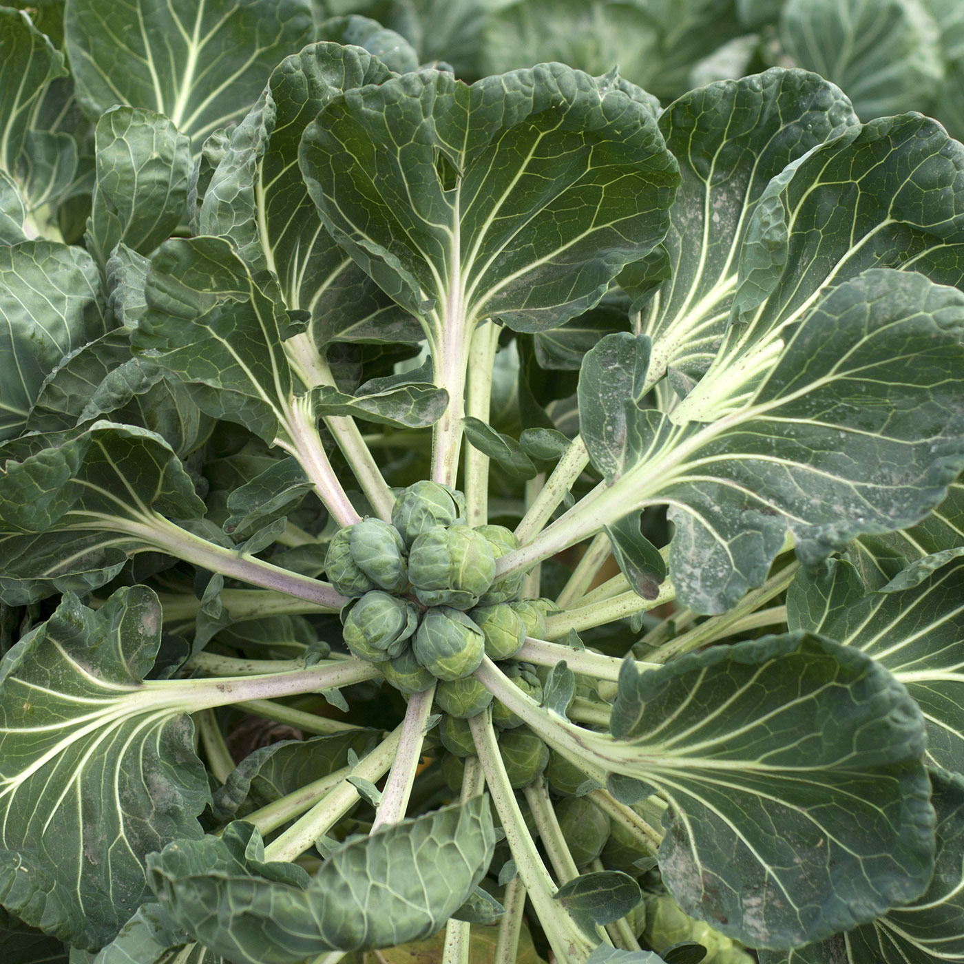 The Brussels sprout Washington State Magazine Washington State