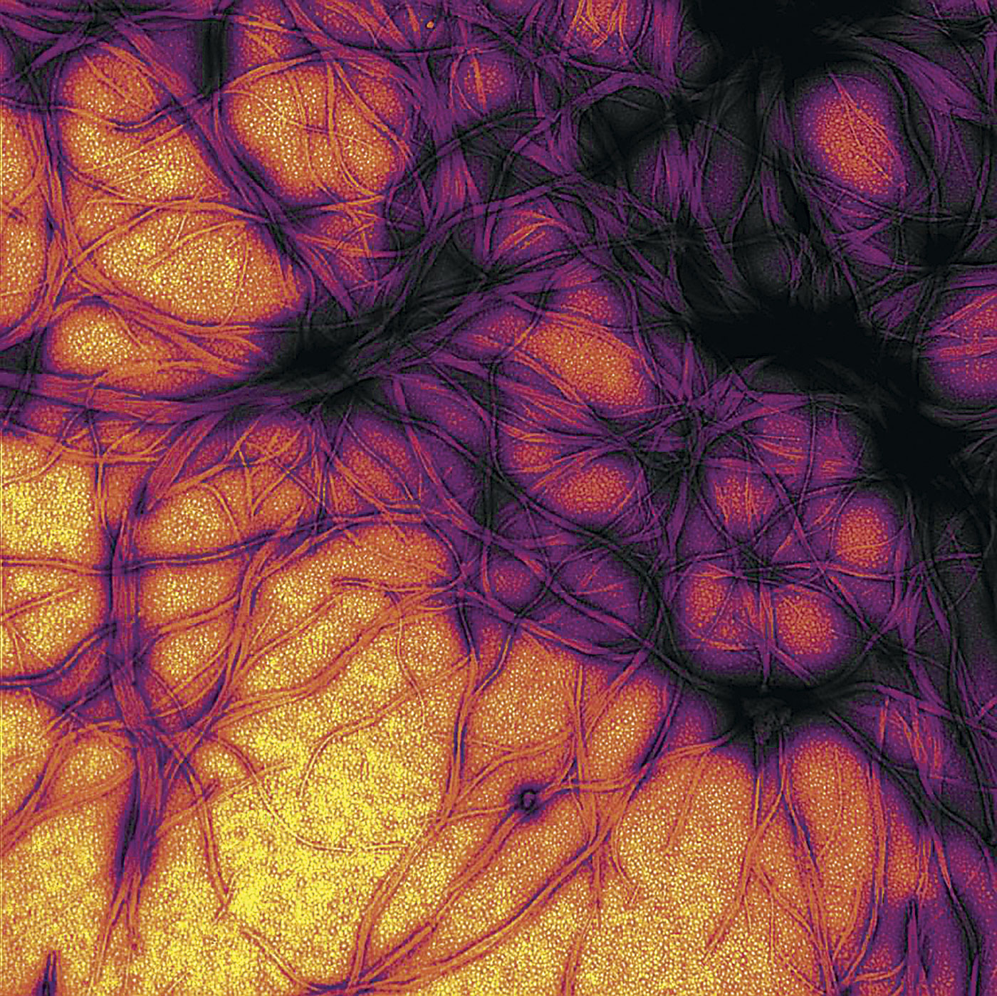 Unraveling a curious killer | Washington State Magazine | Washington ...