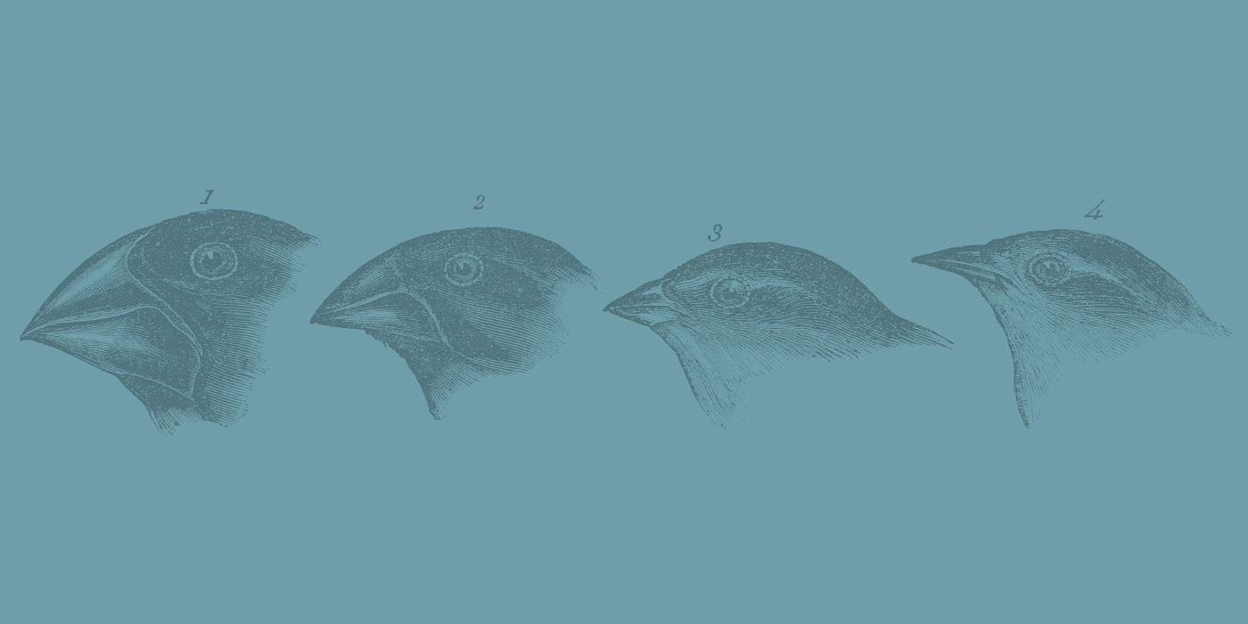 Another look at Darwin’s finches | Washington State Magazine