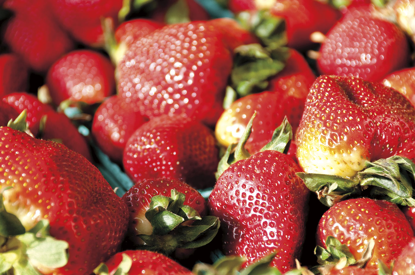 Strawberries Washington State Magazine Washington State University