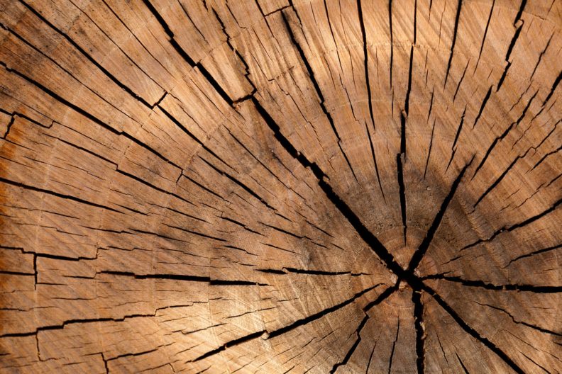 tree stump close up